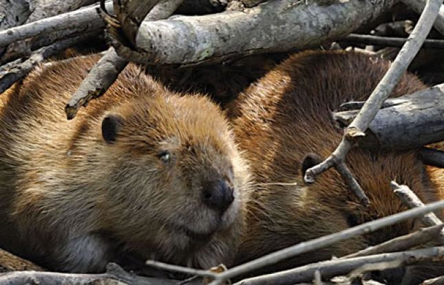 nutria